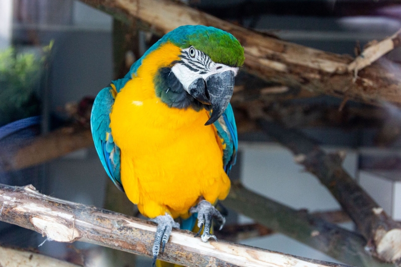 Guacamayo azul y amarillo - De Zonnegloed - Dierenpark - Dieren opvangcentrum - Sanctuary